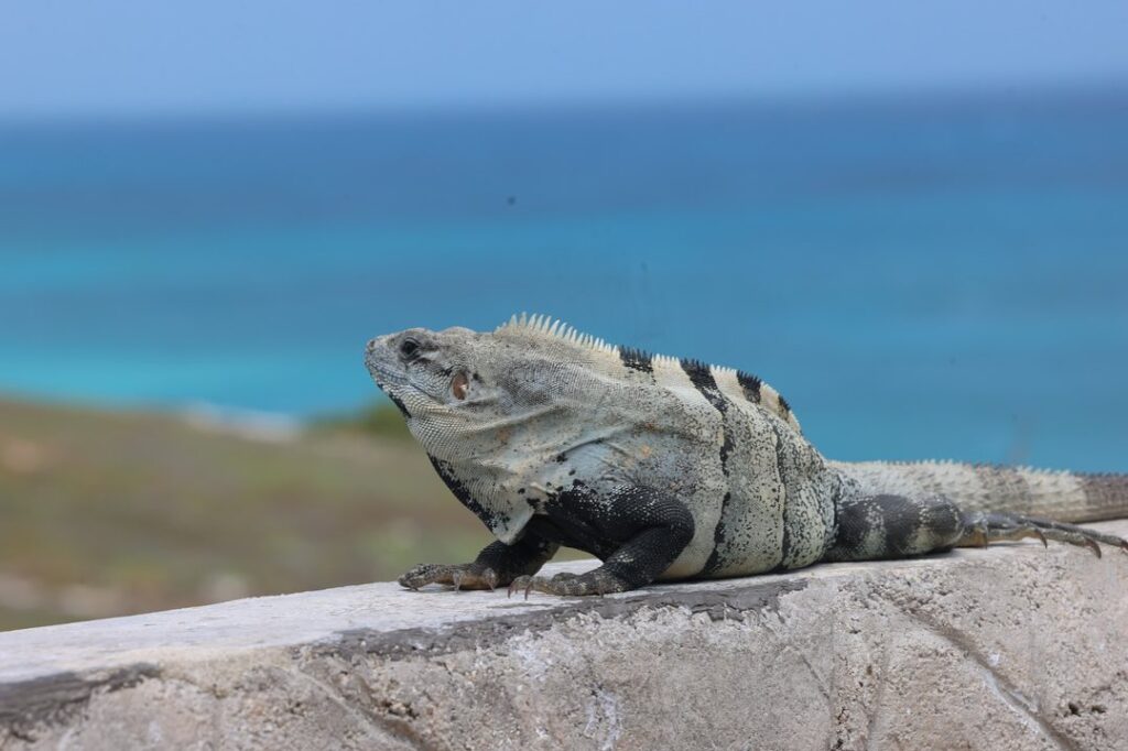 things to be careful of in isla mujeres tolok