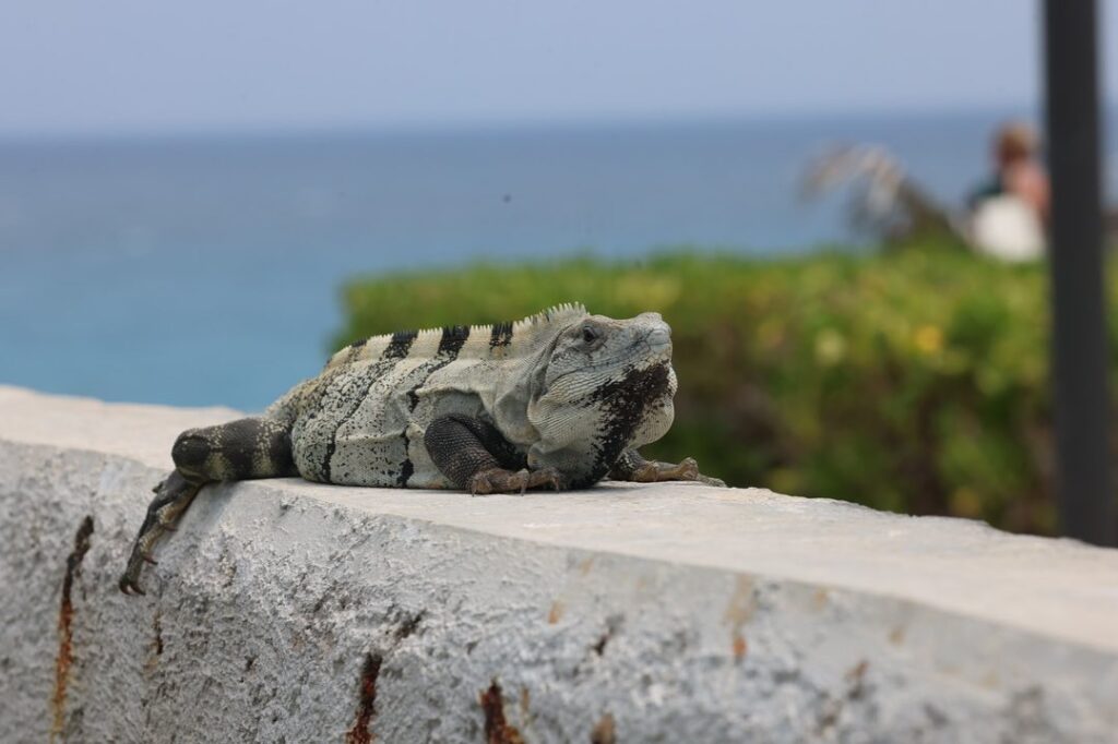 things to be careful of in isla mujeres tolok