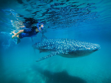 Nado con tiburón ballena