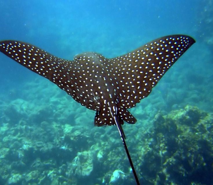snorkel-fish-isla-mujeres