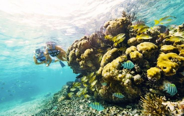 snorkel-fish-isla-mujeres-snorkeling-marine