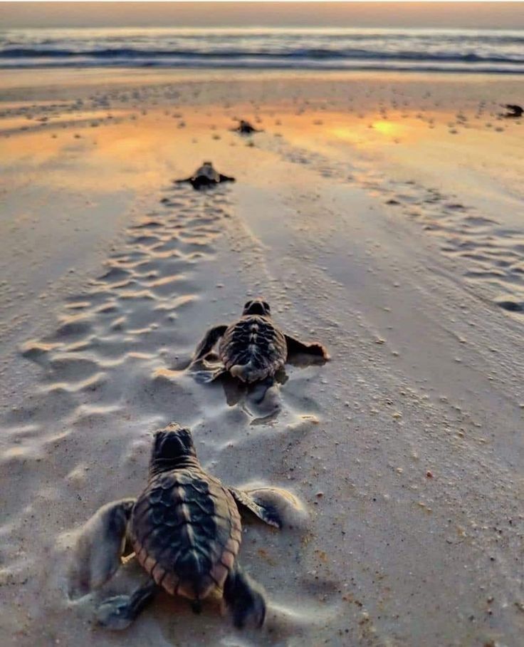 Where to Observe Nesting and Hatchlings Isla Mujeres