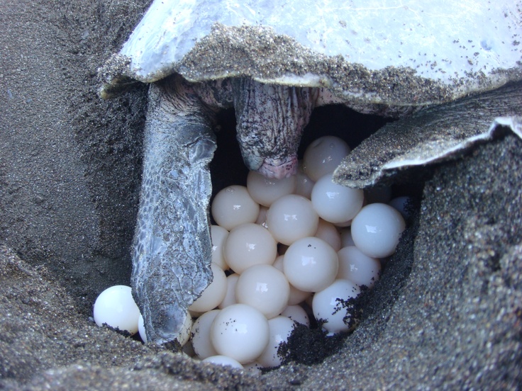 Where to Observe Nesting and Hatchlings Isla Mujeres