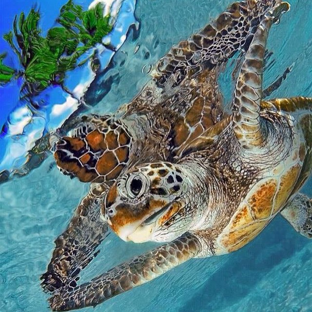 nesting turtles isla mujeres