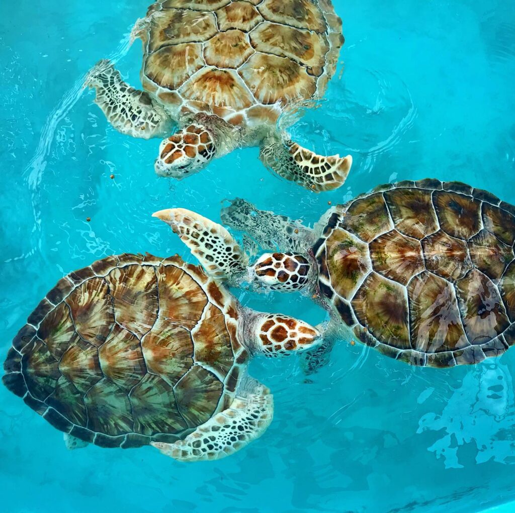 Turtle Nesting and Season in Isla Mujeres