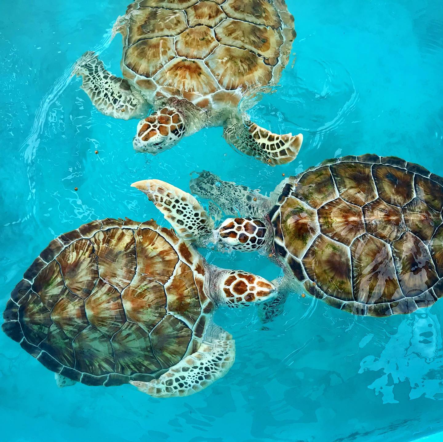 Turtles Isla Mujeres